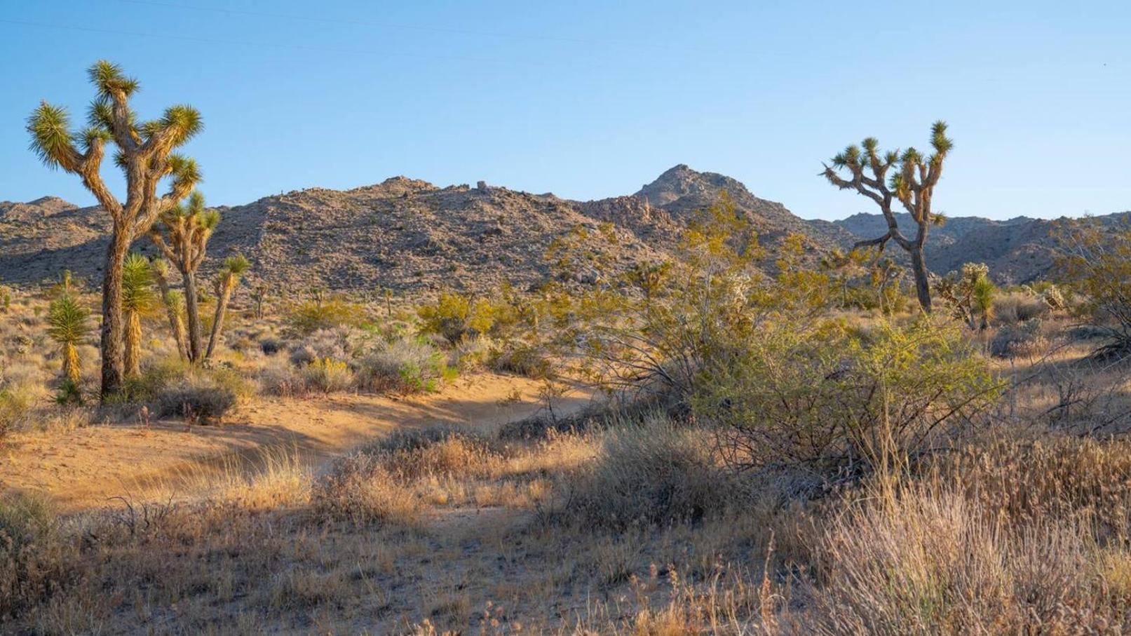 Experience Desert Serenity Gateway To Joshua Tree Exterior foto